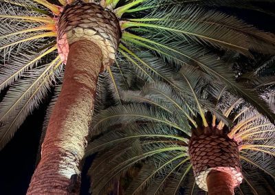 palm trees at california wedding venue